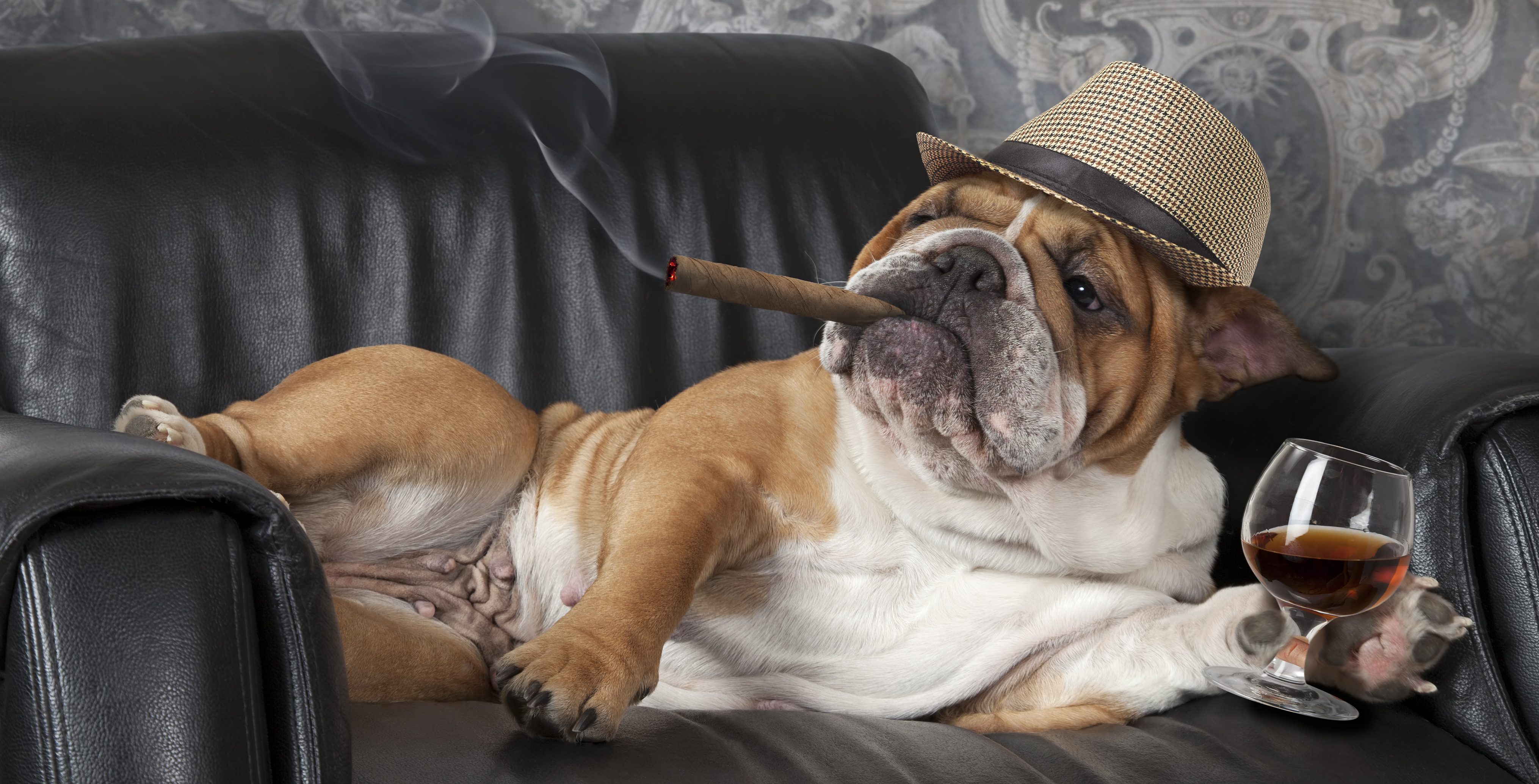 smoke and pet odor conversions smoke removal pet odor removal
